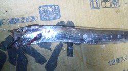 【渋かったです；】南塩谷で太刀魚ルアー釣り