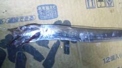 【渋かったです；】南塩谷で太刀魚ルアー釣り…