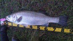 濱ノ瀬漁港でシーバスゲーム、立派なヒラスズキも！