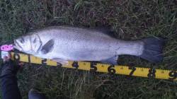 濱ノ瀬漁港でシーバスゲーム、立派なヒラスズ…