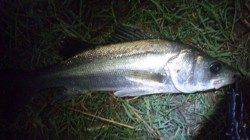 ルアーでシーバス狙い、濁りがはいっていい感じに！