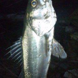 美浜エリアでのシーバス釣果