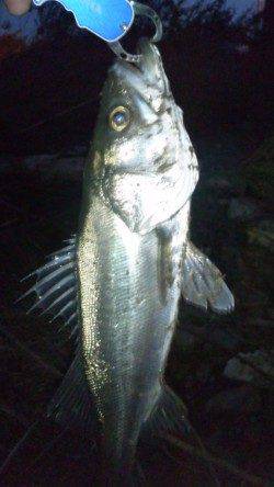 美浜エリアでのシーバス釣果