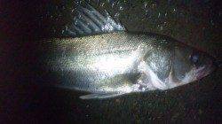 濱ノ瀬漁港でシーバスゲーム、ヒットカラーはホワイト・イワシ