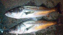 美浜エリアでのシーバス釣果