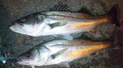 美浜エリアでのシーバス釣果