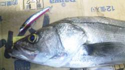 濱ノ瀬漁港、下げ潮狙いでシーバス63cm★…