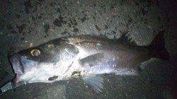 日高川河口へ雨後のシーバス狙い、 2本ゲット！！