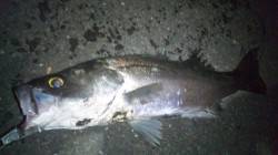 日高川河口へ雨後のシーバス狙い、 2本ゲッ…