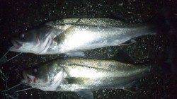 ルアーでシーバス狙い、濁りがはいっていい感じに！