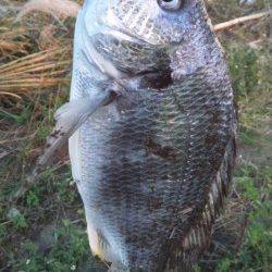 日高川河口、ボトムを丁寧に探ってキビレGET！