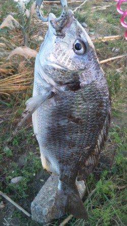 日高川河口、ボトムを丁寧に探ってキビレGET！