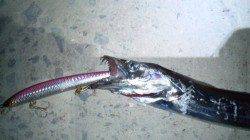 南塩谷、夜釣りでタチウオ狙い