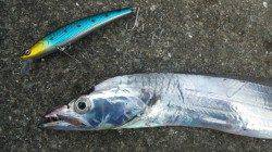 南塩谷　早朝のサーベリングでタチウオ！タチウオの活性良