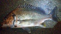 日高川河口、ボトムを丁寧に探ってキビレGET！