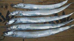 南塩谷　早朝のサーベリングでタチウオ！タチウオの活性良