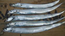 南塩谷　早朝のサーベリングでタチウオ！タチ…