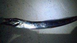 南塩谷、夜釣りでタチウオ狙い