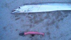 南塩谷でワインド、指四本の満足釣果！