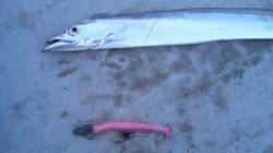 南塩谷でワインド、指四本の満足釣果！