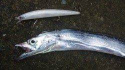 南塩谷、朝一タチウオ狙いで2匹ＧＥＴ！