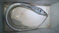 南塩谷、タチウオを夕方の時合い狙い