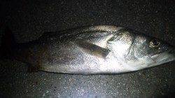 日高川河口で自己タイ記録の75㎝のスズキ!!