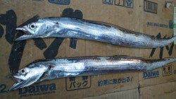 南塩谷、朝一タチウオ狙いで2匹ＧＥＴ！