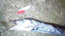 南塩谷　夕方の時合いにルアーでタチウオ狙い　グッドサイズも出ました☆