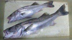 日高川河口へ雨後のシーバス狙い、 2本ゲット！！