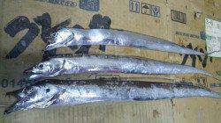 南塩谷　夕方の時合いにルアーでタチウオ狙い　グッドサイズも出ました☆