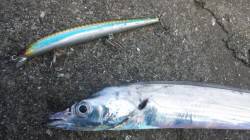 南塩谷、朝の時合いにタチウオＧＥＴ！