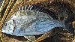 濱ノ瀬漁港で秋チヌの引きを堪能！