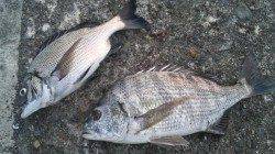 濱ノ瀬漁港で秋チヌの引きを堪能！