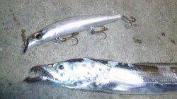 南塩谷　向かい風の中夜のルアーでタチウオがヒット