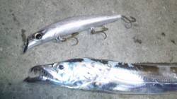 南塩谷　向かい風の中夜のルアーでタチウオが…