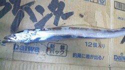 南塩谷　向かい風の中夜のルアーでタチウオがヒット