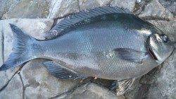 渡船を利用して磯へ！フカセでグレをキャッチ★