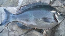 渡船を利用して磯へ！フカセでグレをキャッチ…