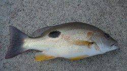 すさみ港で大物と格闘！フカセ&サビキ釣行