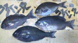 渡船を利用して磯へ！フカセでグレをキャッチ★