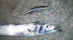 南塩谷、夕方の時合い狙いのタチウオ釣り