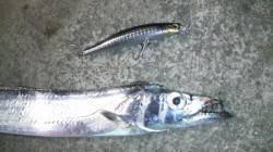 南塩谷、夕方の時合い狙いのタチウオ釣り