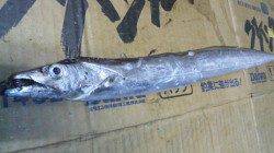 南塩谷、夕方の時合い狙いのタチウオ釣り