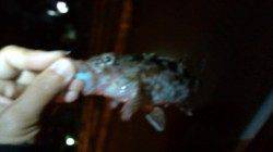 舞洲でアジング　アタリがガシラのみでした(>_<)