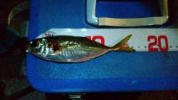 舞洲　アジングで釣行も太刀魚のウキ釣りで超…