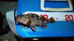 舞洲でアジング　アタリがガシラのみでした(>_<)