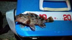 舞洲でアジング　アタリがガシラのみでした(…