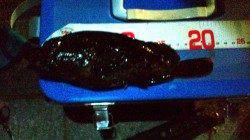 舞洲　アジングで釣行も太刀魚のウキ釣りで超満員〜