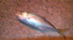 谷川漁港でアジング&エギング　アジとコウイカの釣果